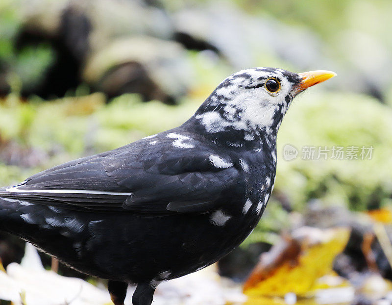 黑鸟(Turdus merula)男性白化